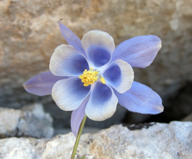 Aquilegia magellensis /  Aquilegia magellense